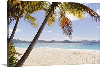 Palms over sandy beach