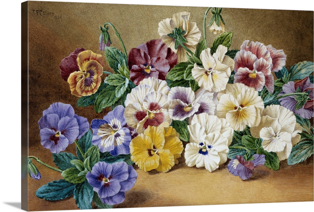 Pansies