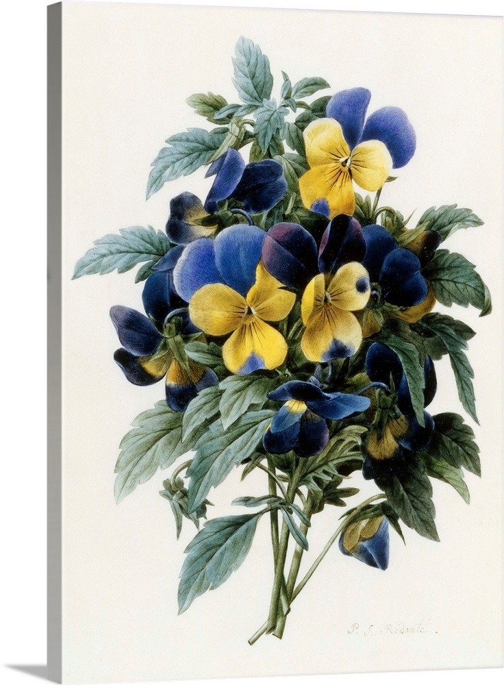 Pansies By Pierre Joseph Redoute
