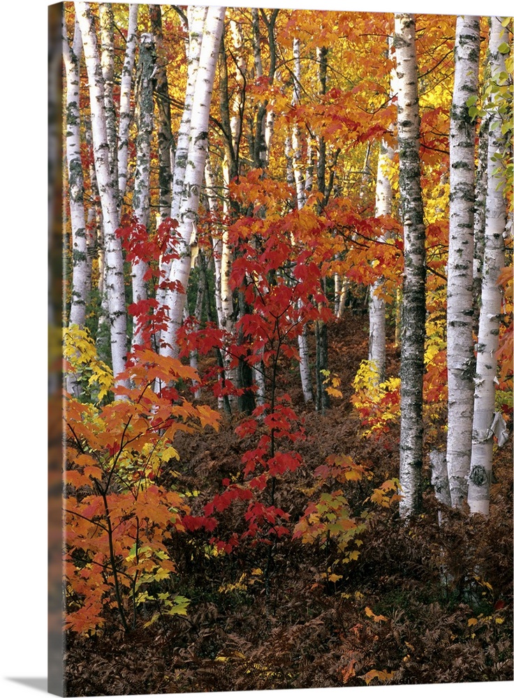 Paper Birch & Red Maples in Autumn Colors, Pictured Rocks National Lakeshore, Michigan. Paper or White Birch (Betula papyr...