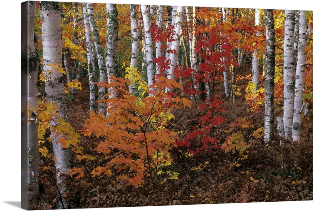 Paper Birch & Red Maples in Autumn Colors, Pictured Rocks National Lakeshore, Upper Peninsula of Michigan. Paper or White ...