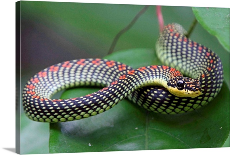 Paradise tree snake at the Japanese Gardens in Singapore. Great Big