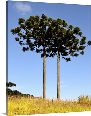 Parana pine trees