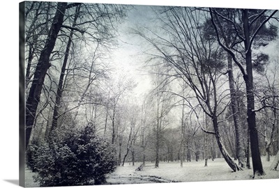 Park in winter with snow, Germany