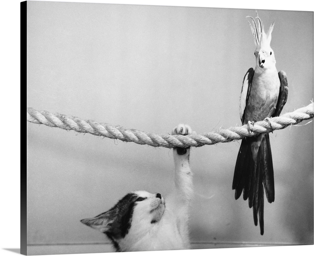 Puss reaches high to try to get up there where Mr Parrot sits so jauntily.