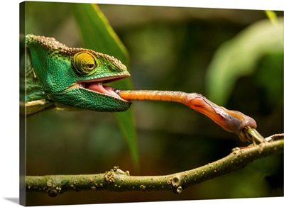 Parsons Chameleon, Madagascar