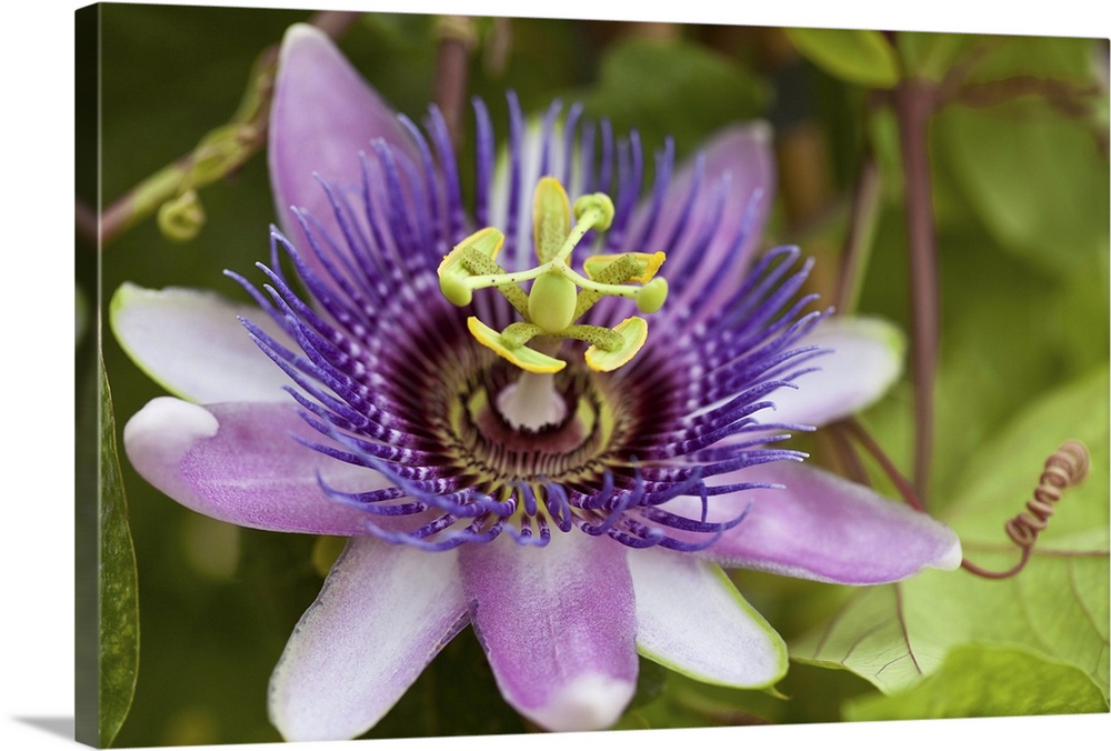 Passion flower