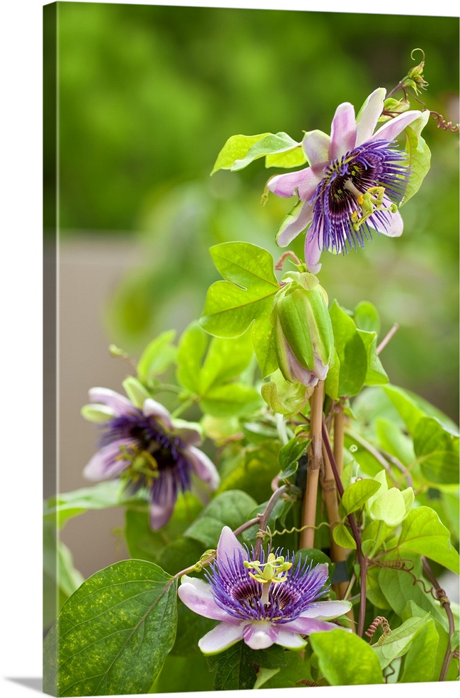 Passiflora, or passion flowers
