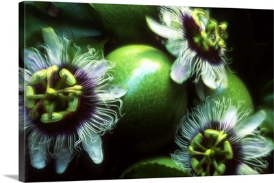 Passion flowers and the passion fruit