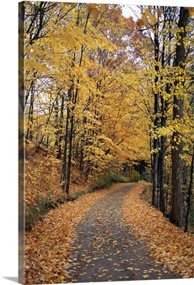 Path in forest, Autumn