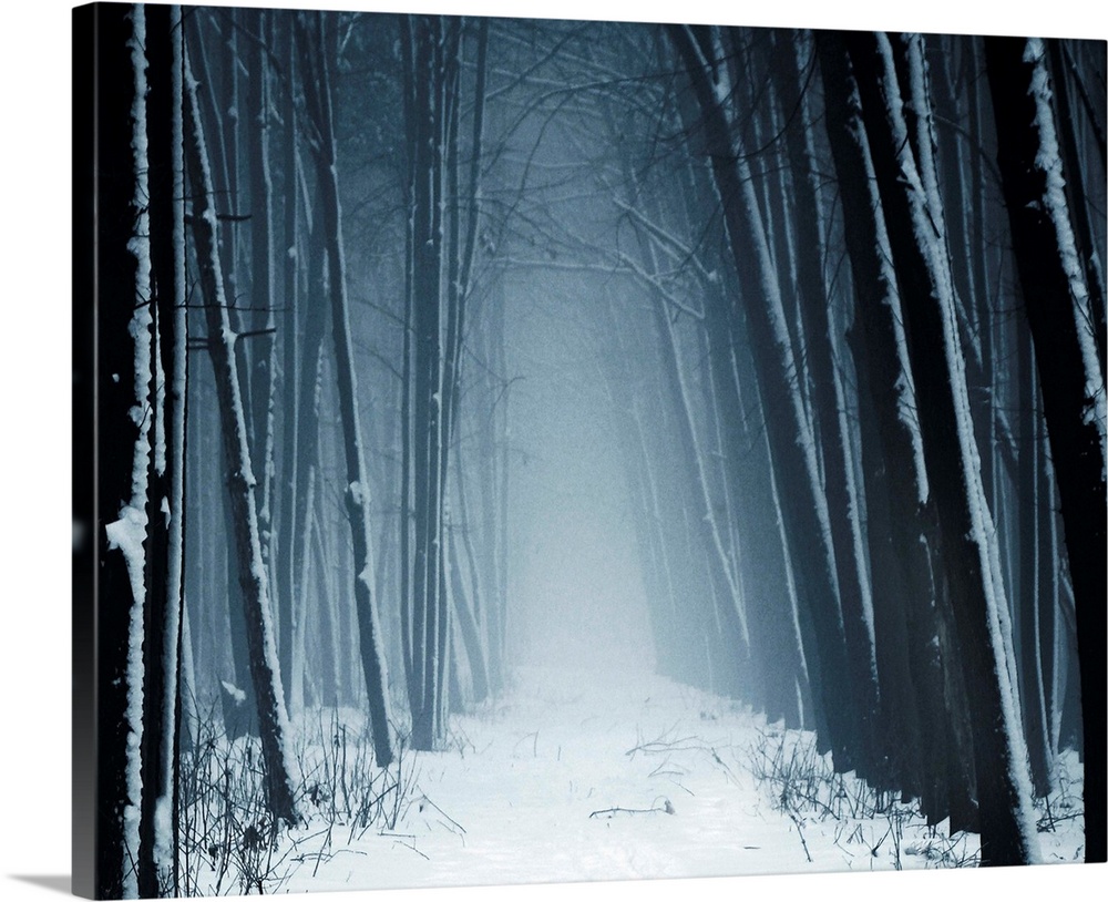 Path leading into mysterious forest in snow and fog.