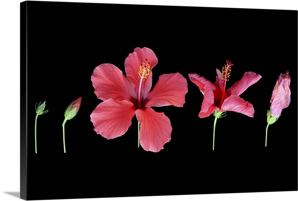 Five stages of a red hibiscus flower from  development to demise, a tight green bud, a bud showing the red petals, the flo...