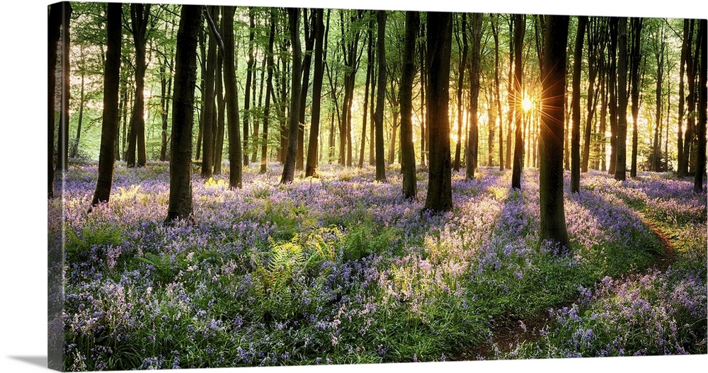 Path through bluebell woods in early morning sunrise.