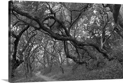 Path through oak tree grove in Andrew Molera State Park.