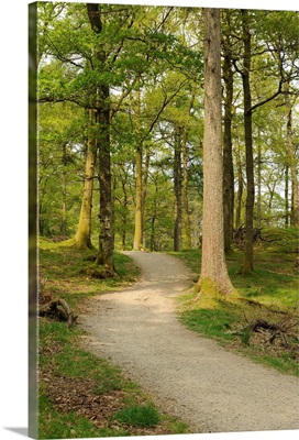 Path through the forest trail on the banks of Derwent Water