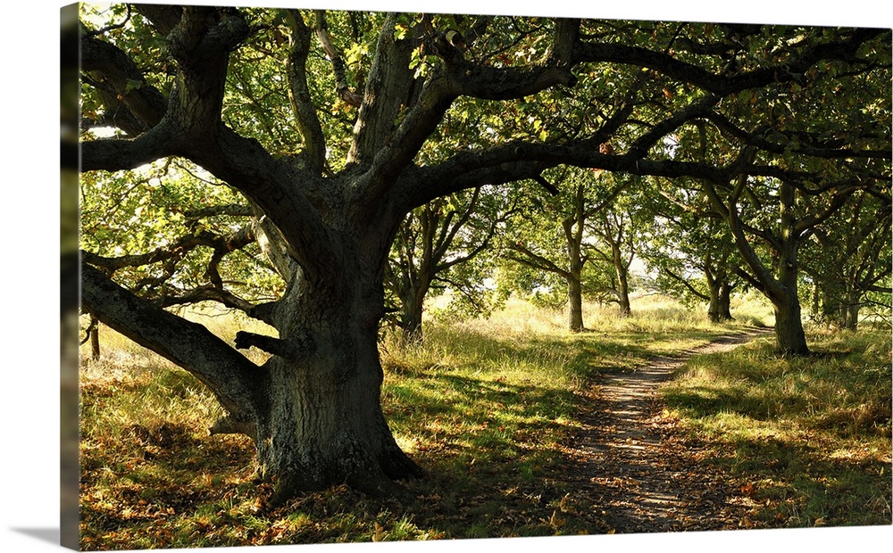 Sunlit trees on a walk along harbour path