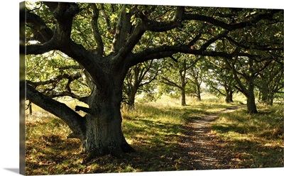 Path through the trees