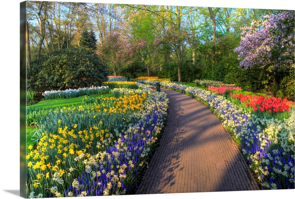 Springtime colors and pathway in Kuekenhof gardens with Hyacinths, Daffodils, Tulips Holland (Netherlands)