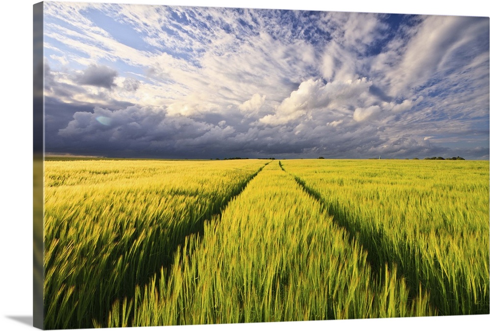 Picture taken in greenish yellowish wheat field at end of spring, under sunset light with grey clouds and dramatic sky.