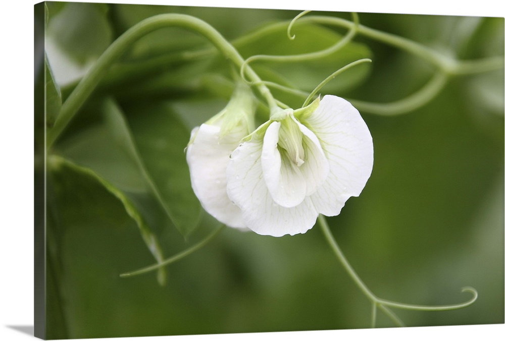 Organic snap pea flower on the vine, close up.