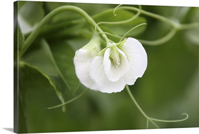 Pea flower