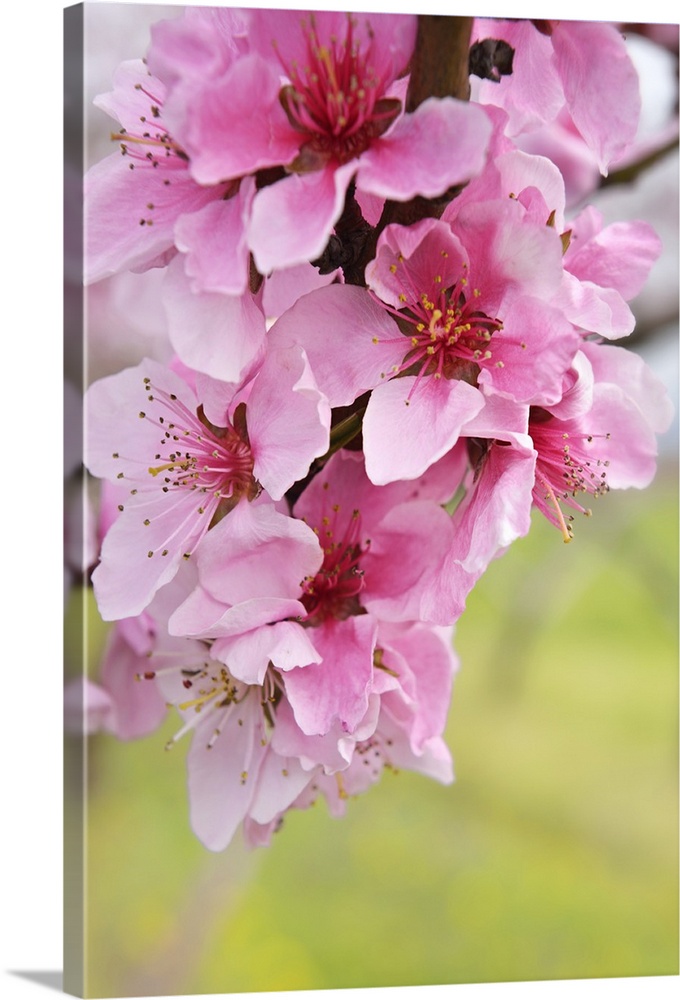 Close up of pink flowers on a branch of peach tree with copy space