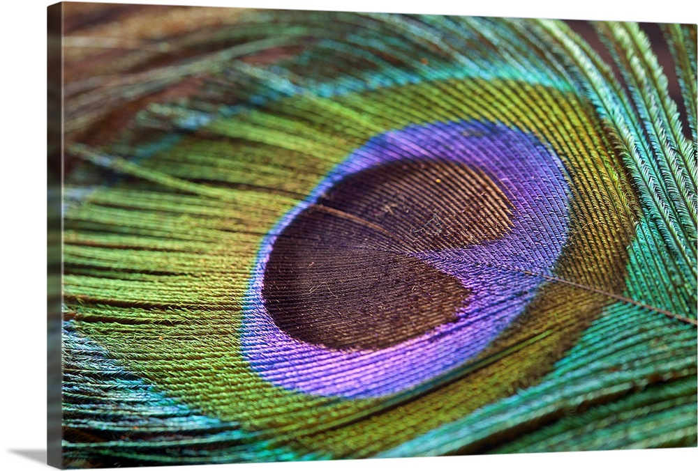 Wall art of the detail on a bird feather zoomed in.