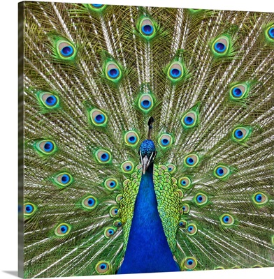 Peacock showing its feathers