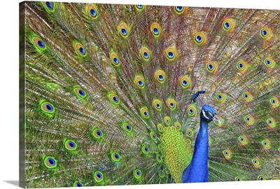Peacock showing its feathers, Texas, US.