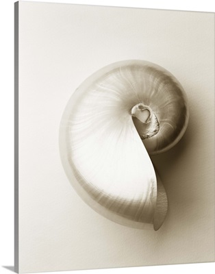 Pearlised nautilus sea shell, close-up
