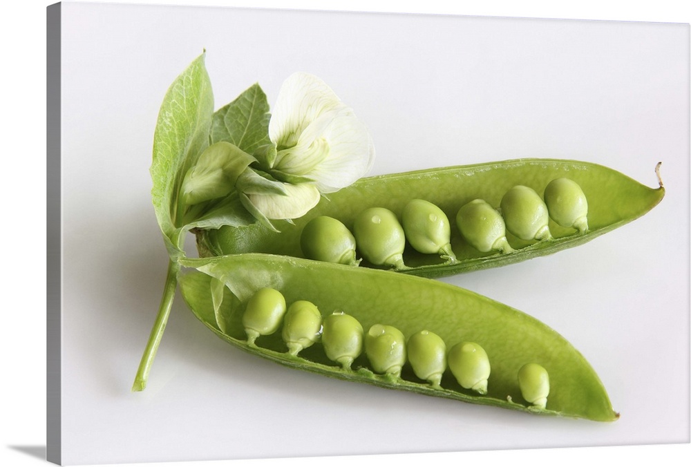 Organic green garden pea flowers and peas in pods on white background, close-up.