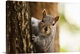 image thumbnail of squirrel peeping from behind a tree