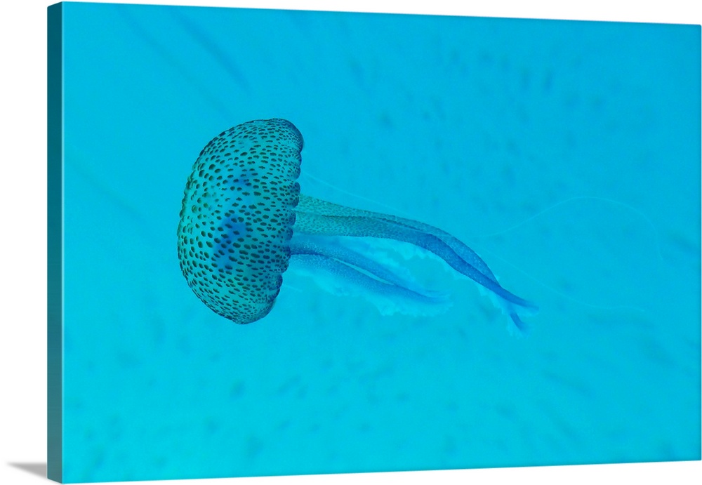 Pelagia noctiluca     jellyfish taken underwater in Mediterranean sea.