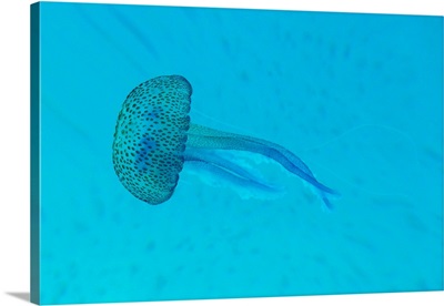 Pelagia noctiluca jellyfish in Mediterranean sea.