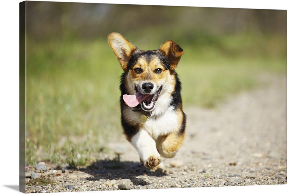 A Pembroke Welsh Corgi smiling as it runs on a sunny Spring day in a park outdoors.