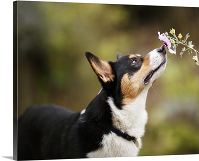Pembroke Welsh Corgi Dog Sniffing a Flower
