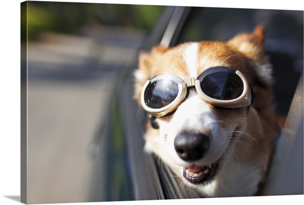 A Welsh Corgi wearing goggles sticks its head out of a car window during a car ride on a sunny day.