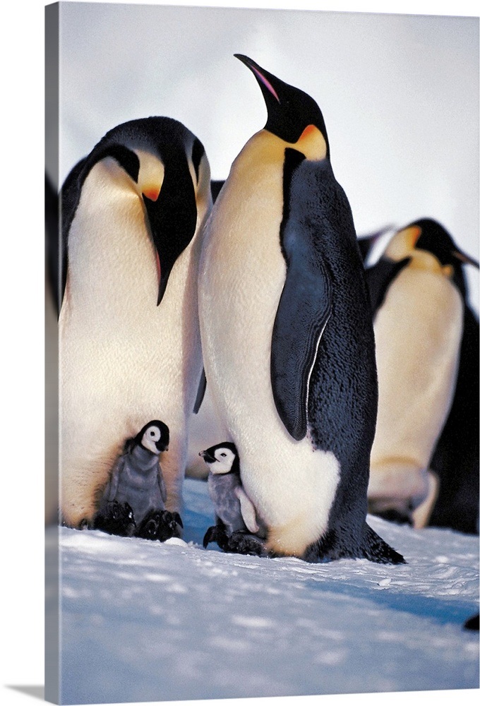 Penguin family Wall Art, Canvas Prints, Framed Prints, Wall Peels ...