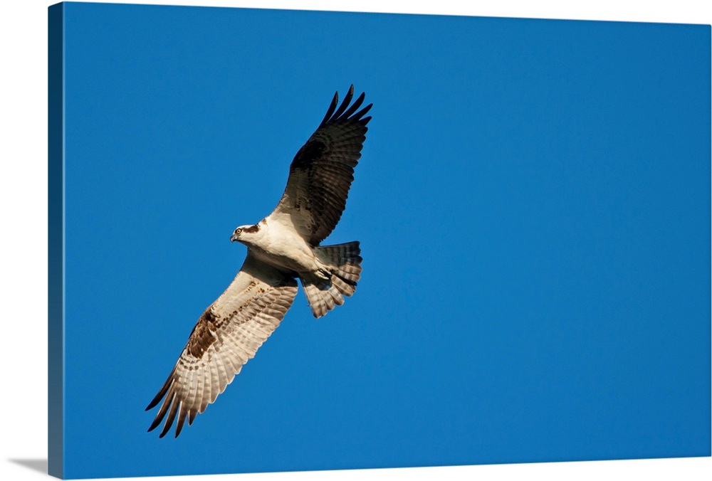 USA, Maine, Acadia National Park, Peregrine Falcon (Falco peregrinus) hovering in flight above Bar Harbor on spring evening