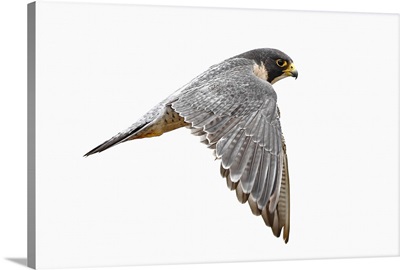 Peregrine falcon flying under an overcast sky