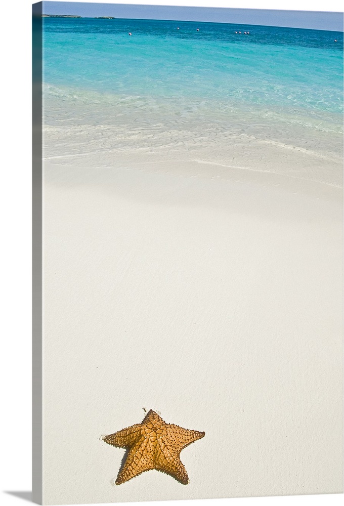 Vertical panoramic photograph of starfish in the sand with the ocean in the distance under a cloudy sky.
