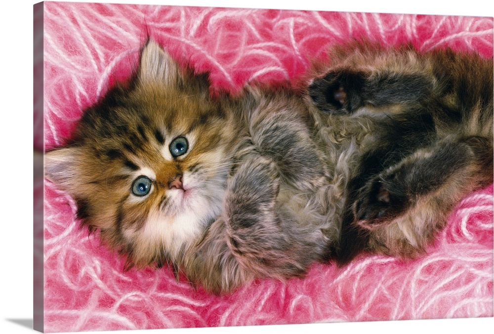 Persian cat; is one of the oldest breeds of cat.