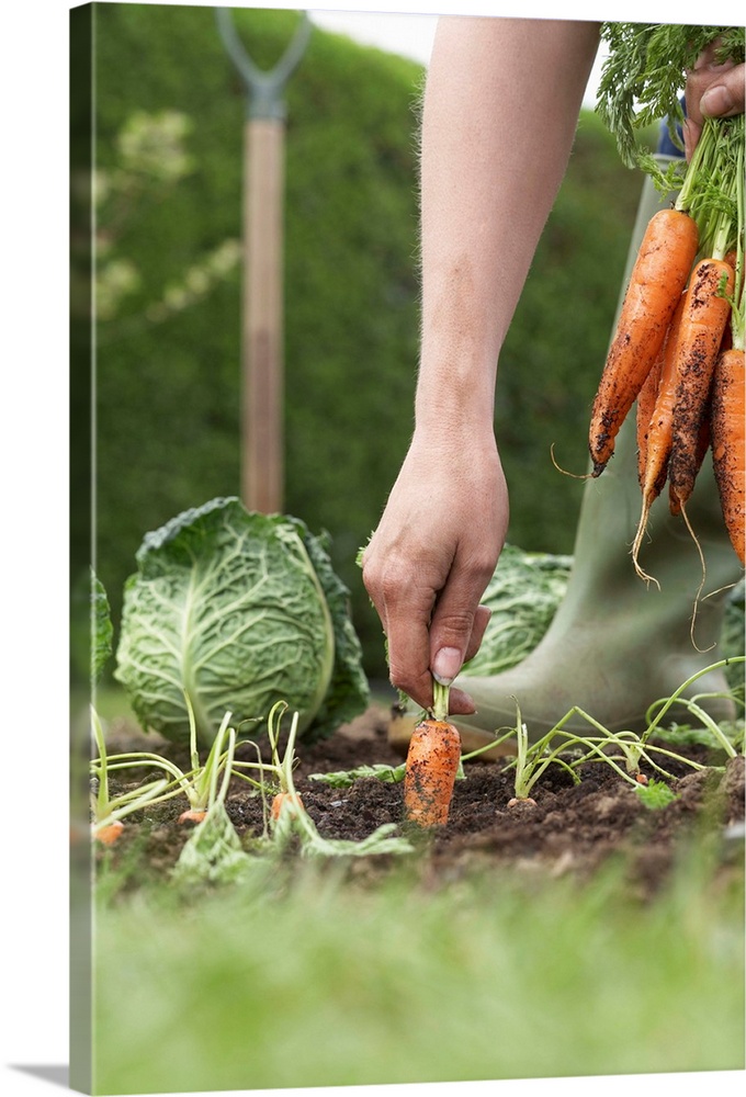 Unrecognizable person picking carrots on field, close-up, low section