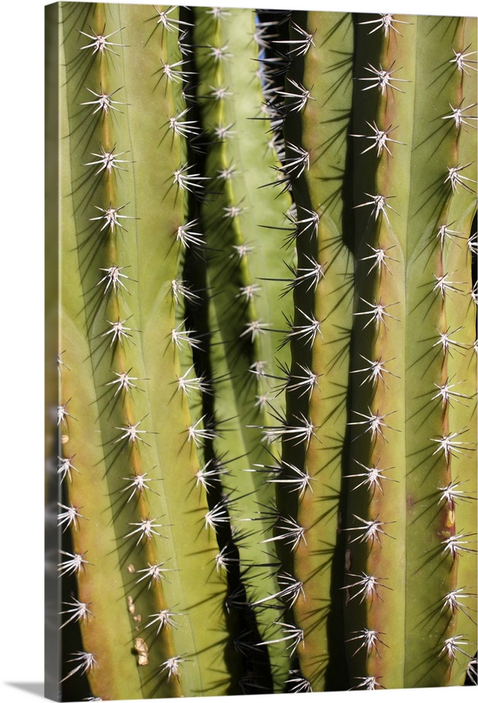 Full frame texture image of cactus plant, scientific name Cereus peruvianus.  Common name Peruvian torch.