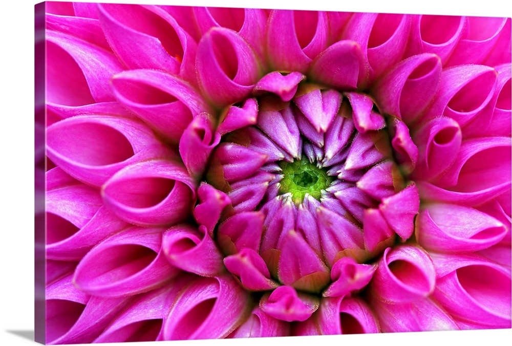 Petal detail from heart of pink dahlia blossom.