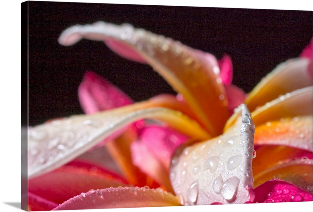 Closeup abstract view of pink and yellow plumeria petals, wet with dew.