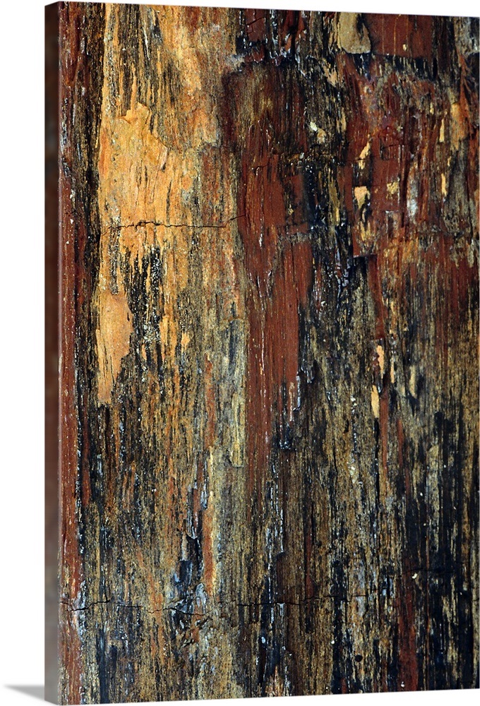 Petrified wood Wall Art, Canvas Prints, Framed Prints, Wall Peels