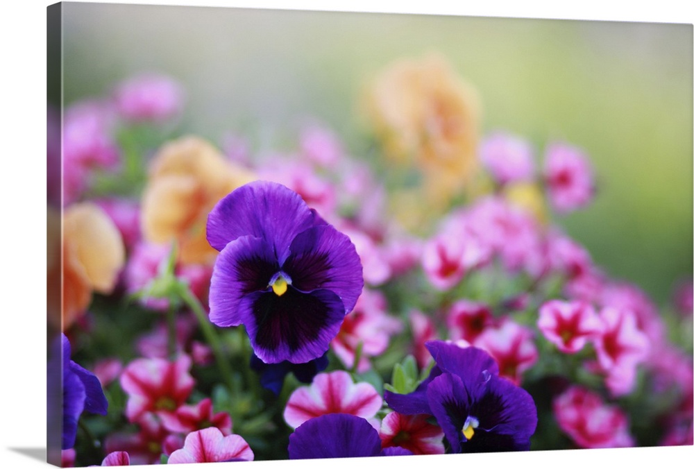 Colorful photo of pansies and petunias.