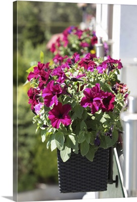 Petunias in a flower box hanging from the balcony