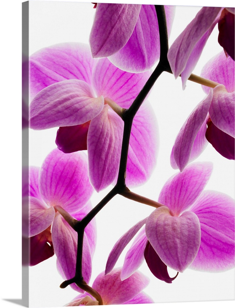 Phalaenopsis Orchids Wall Art, Canvas Prints, Framed Prints, Wall Peels ...